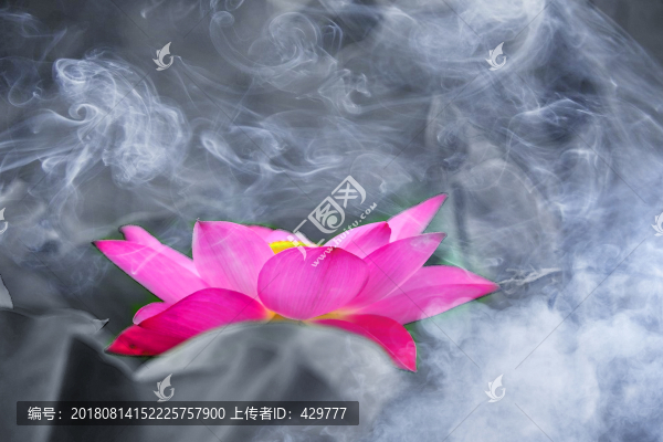 煙霧荷花