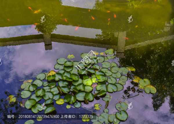 睡蓮