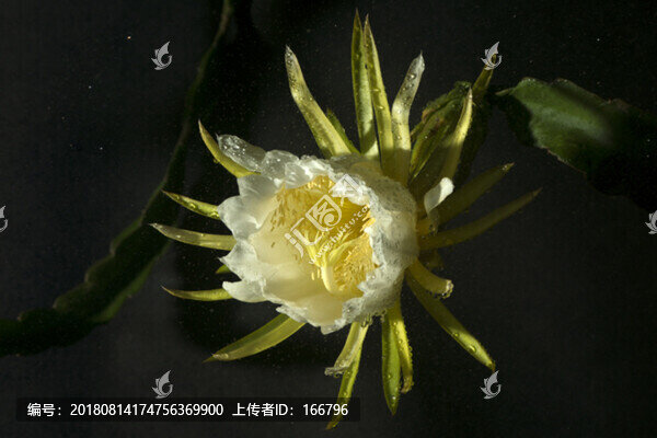 霸王花