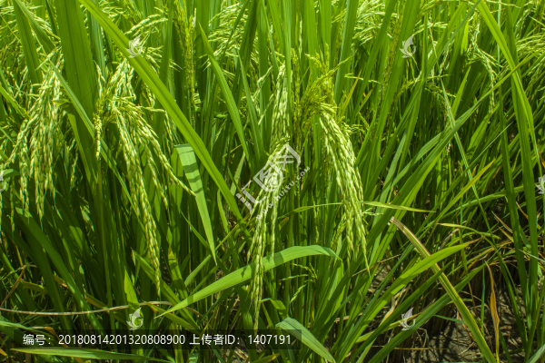 水稻特寫