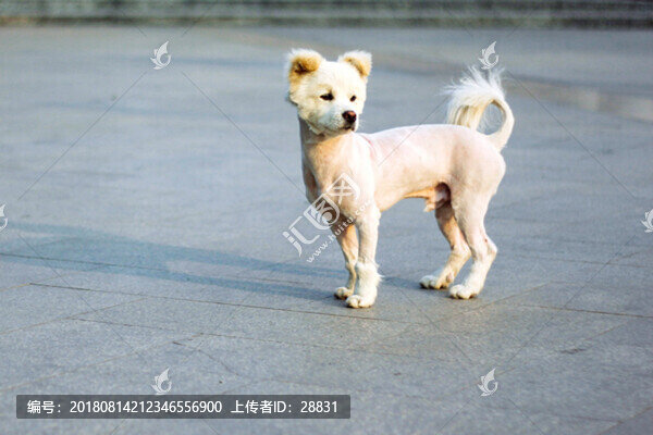 晨光中的狗狗