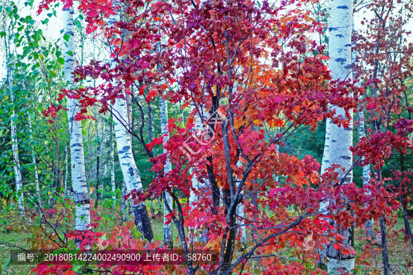 白樺林紅葉