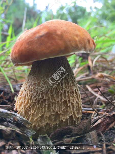 野生菌