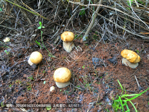 野生菌