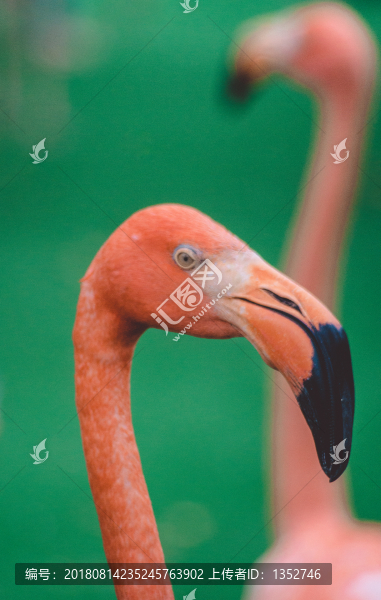 火烈鳥特寫