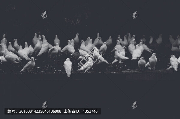 白鴿