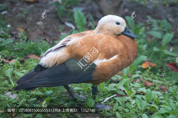 紅雁