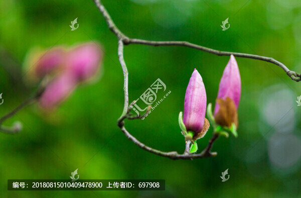 待開的花蕾