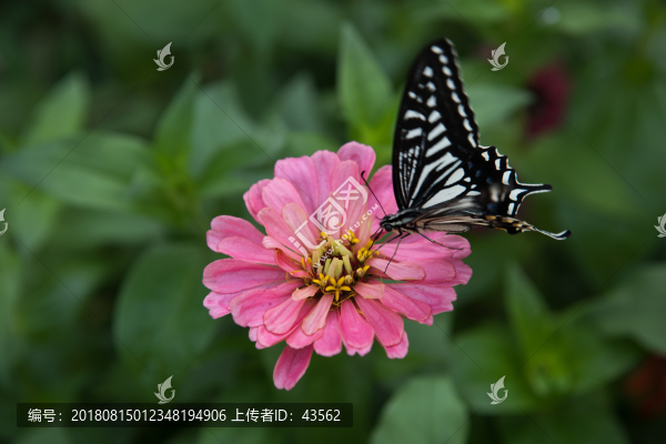 鮮花蝴蝶