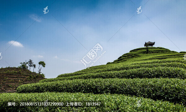 茶園