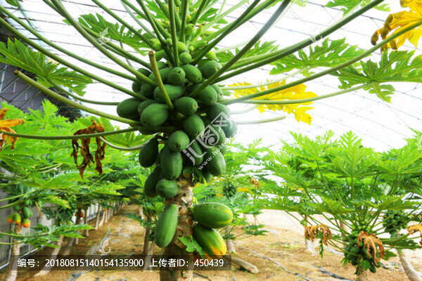 木瓜樹