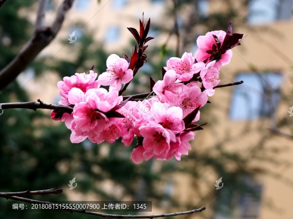 碧桃花