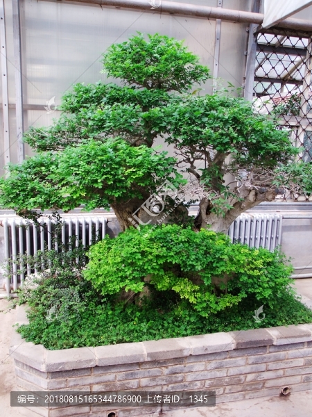 盆栽