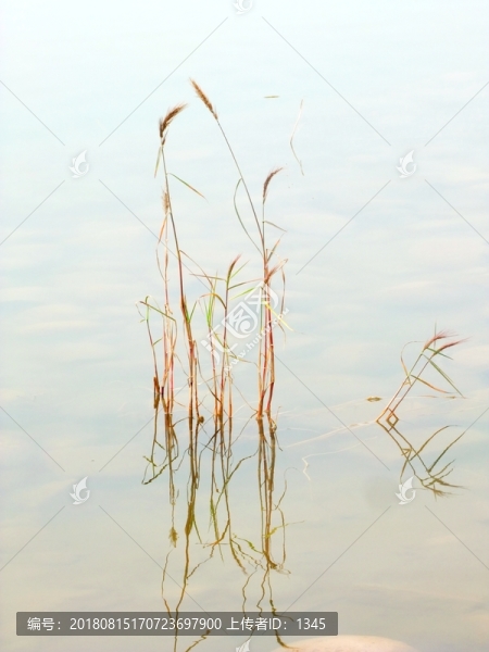 水草蘆葦