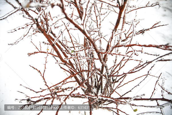雪地樹