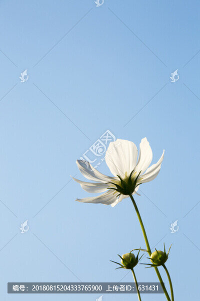 白菊