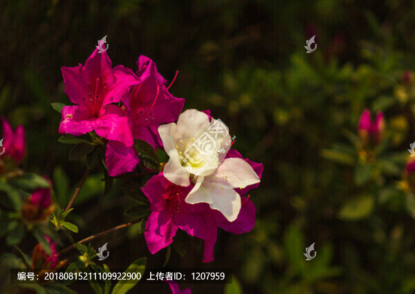 杜鵑花