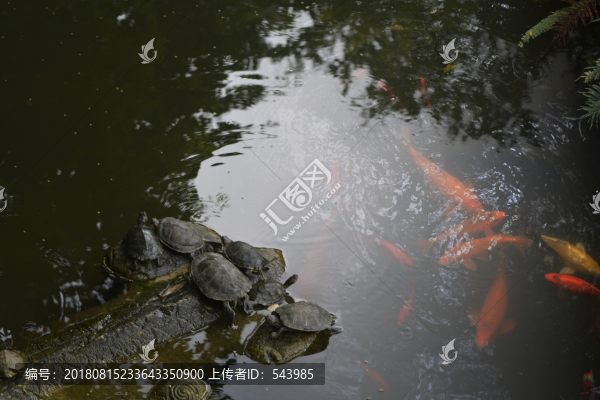烏龜