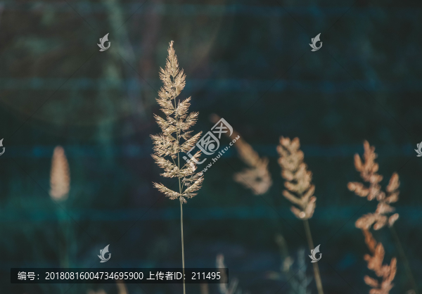 原創(chuàng)美圖