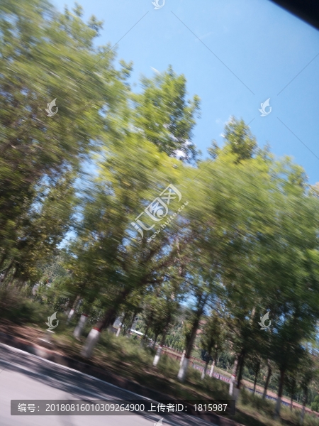 車窗外的樹影