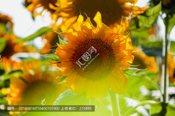 向陽花