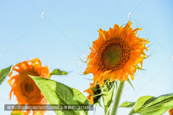 向陽(yáng)花