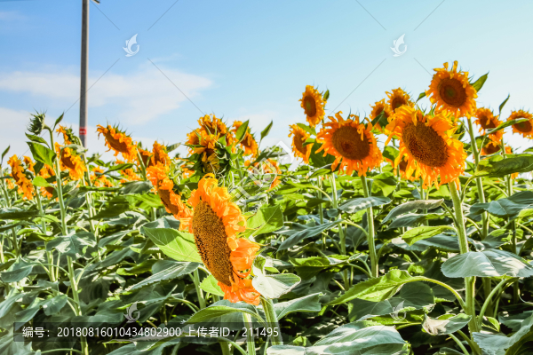 向陽花
