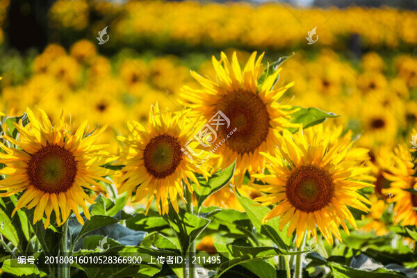 向陽(yáng)花