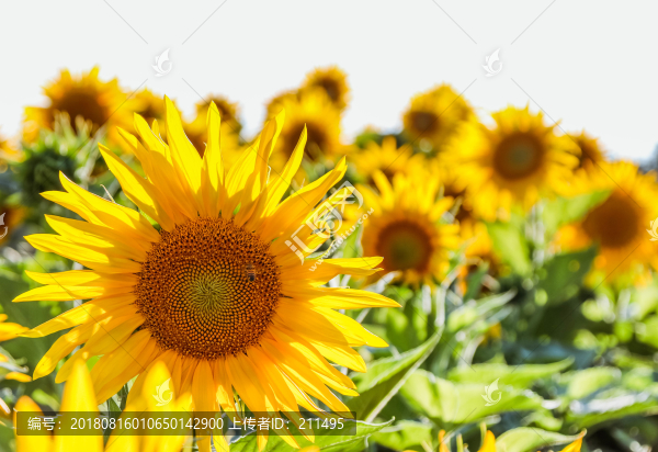 向陽花