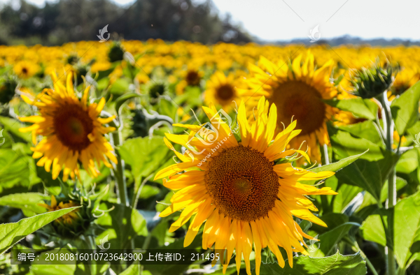 向陽花
