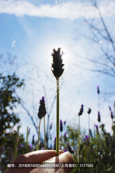 薰衣草