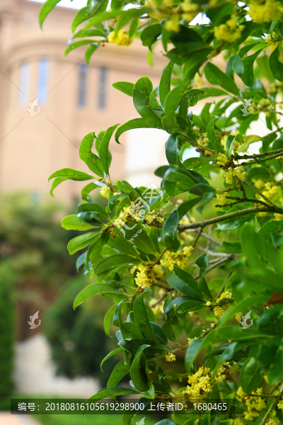 桂花