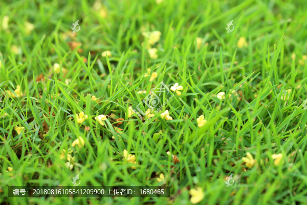 桂花