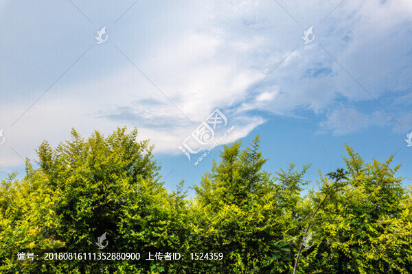 樹林藍(lán)天