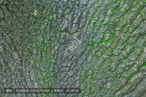 老樹(shù)皮紋理