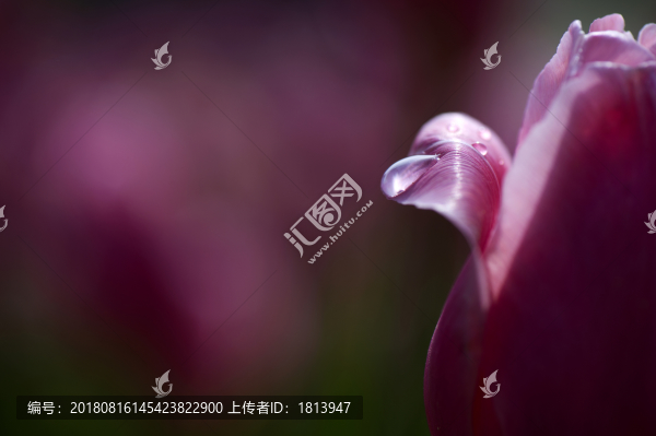 植物花卉