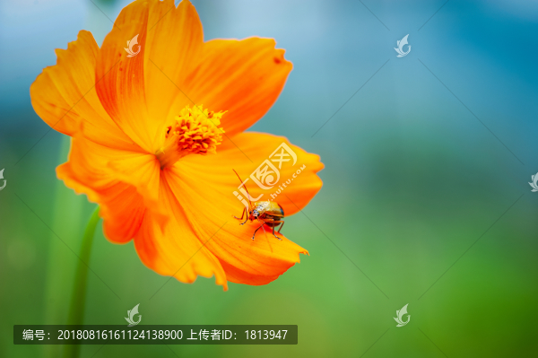 植物花卉