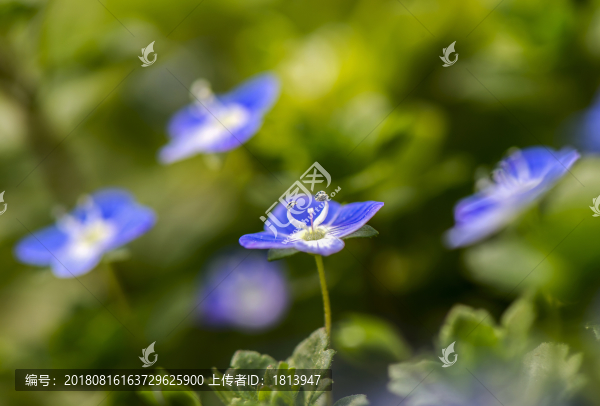植物花卉
