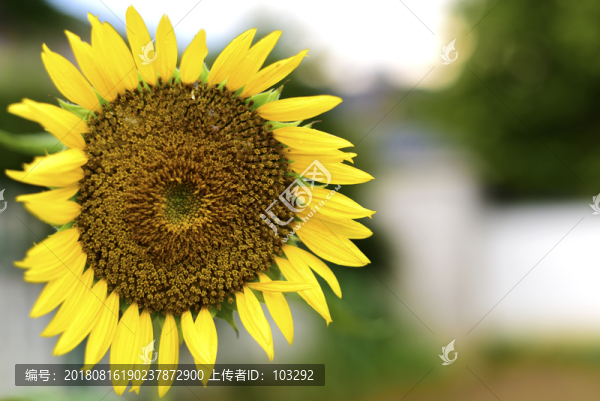 向日葵
