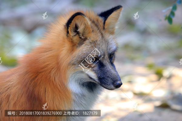 狐貍