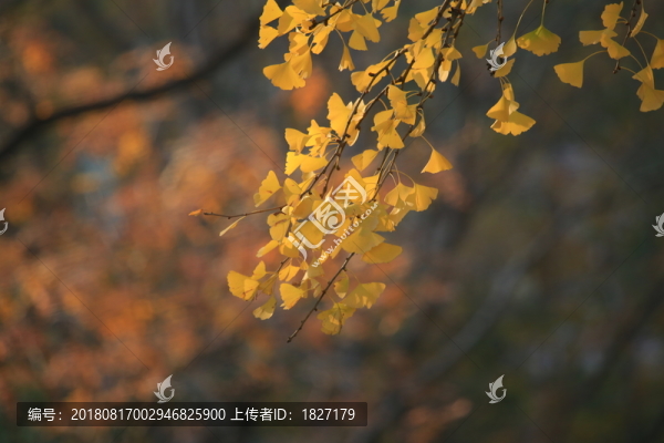 秋天的銀杏樹(shù)
