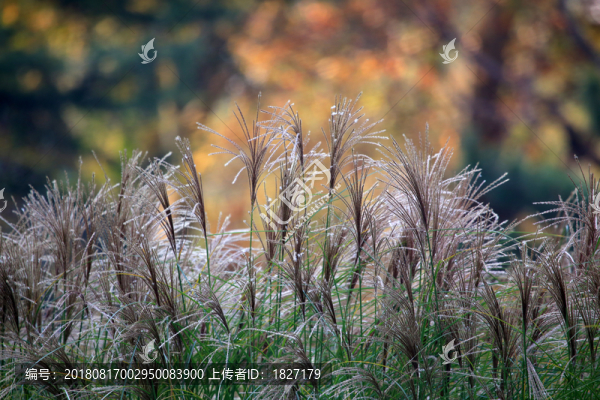 藎草