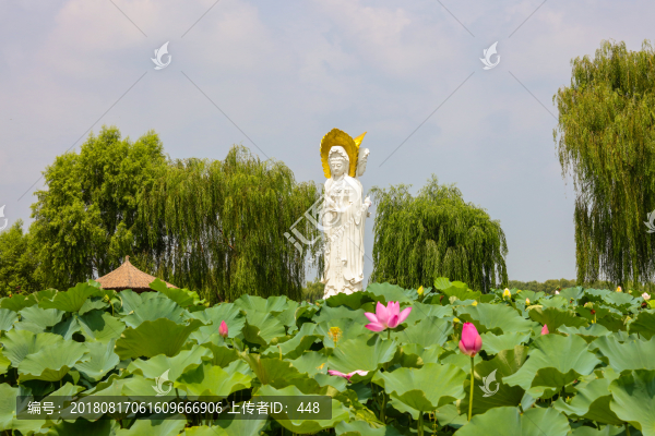 白洋淀荷花大觀園