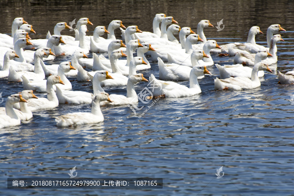 大鵝養(yǎng)殖