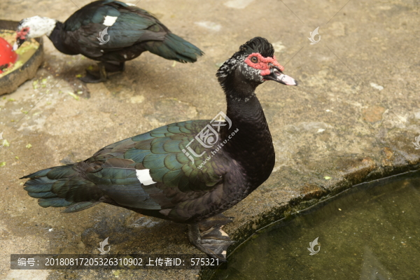 番鴨