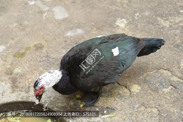 番鴨