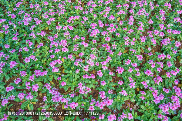 碎花背景