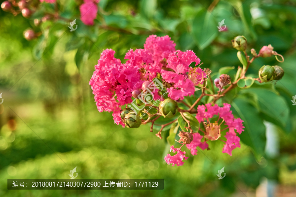 紫薇花