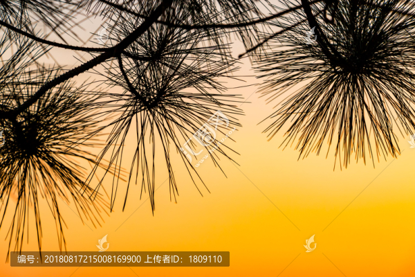 樹枝松枝