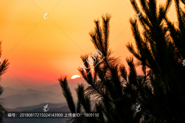 樹枝松枝